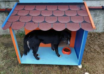 İDO TERMİNALLERİNE KEDİ VE KÖPEK EVLERİ