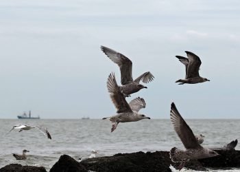 DENİZDE CAN VE MAL KORUMA KANUNU HAKKINDAKİ DEĞİŞİKLİKLER RESMİ GAZETEDE YAYIMLANDI