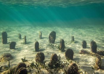 Kuzey Star Shipyard’dan ekolojik yaşam için örnek davranış