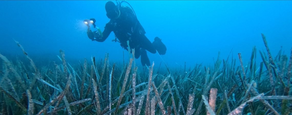 Göcek’te ekilen 10 bin deniz çayırının yüzde 70’i hayatta kaldı