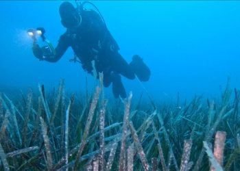 Göcek’te ekilen 10 bin deniz çayırının yüzde 70’i hayatta kaldı